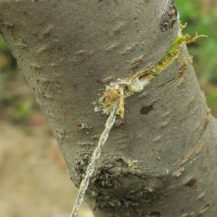 Steel wire saw cutting through a tree branch, showcasing its effectiveness for outdoor survival and camping tasks.